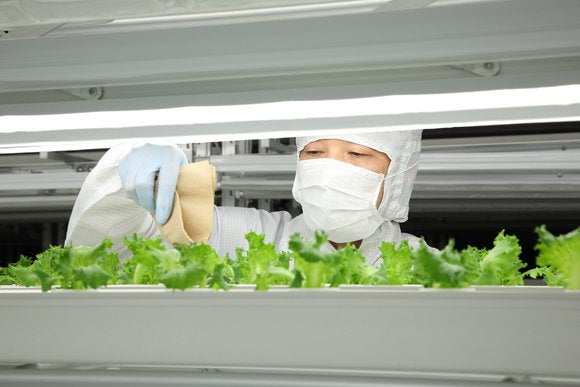 lettuce