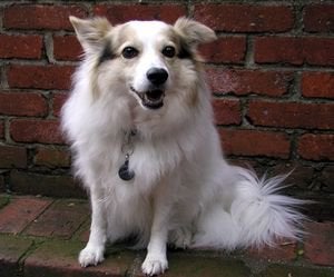 white cute dog