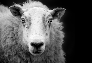 ewe sheep black and white george gastin